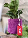 purple
